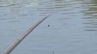 新瓜最新爆料钓鱼视频大全,钓鱼视频大全深度解析